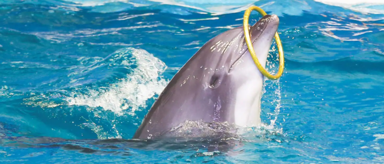 دلفیناریوم دبی - با دلفین ها آشنا شوید، با هم دوست باشید و بازی کنید